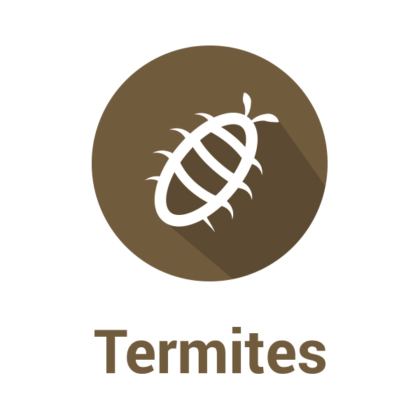 Termites et nuisibles